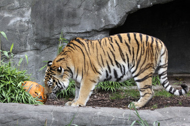 Halloween bei den Sibirischen Tigern, Hamburg