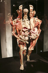 'Körperwelten - Eine Herzenssache' Pressekonferenz, Hamburg