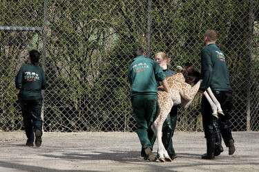 Giraffenunfall im Tierpark Hagenbeck, Hamburg
