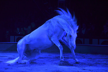 'Evolution' Weltpremiere im Circus Krone, München