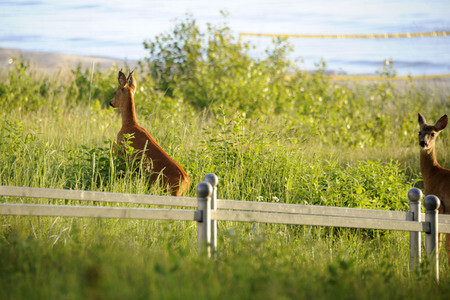 Rehe im Ostseebad Binz auf Rügen