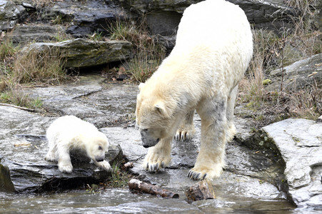 Fototermin mit Eisbärbaby in Berlin