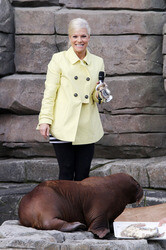 Walross Taufe im Tierpark Hagenbeck, Hamburg