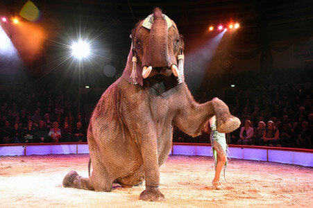 Premiere der 2. Winterspielzeit 2018 des Circus Krone in München