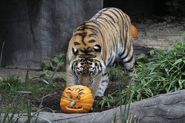 Halloween bei den Sibirischen Tigern, Hamburg