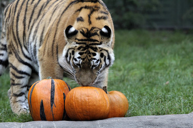 Halloween bei den Sibirischen Tigern, Hamburg
