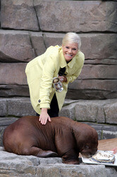 Walross Taufe im Tierpark Hagenbeck, Hamburg