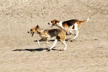 Rügen Cross Country 2014