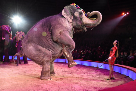 Premiere 3. Winterprogramm 2018 des Circus Krone in München