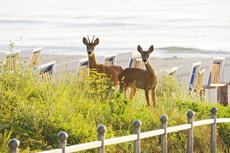 Rehe im Ostseebad Binz auf Rügen