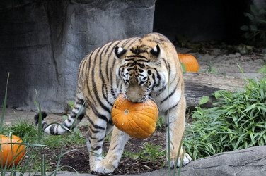 Halloween bei den Sibirischen Tigern, Hamburg