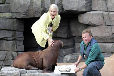 Walross Taufe im Tierpark Hagenbeck, Hamburg