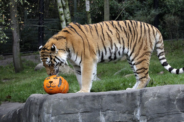 Halloween bei den Sibirischen Tigern, Hamburg