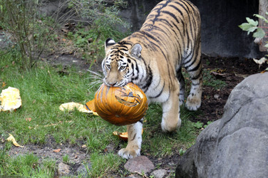 Halloween bei den Sibirischen Tigern, Hamburg
