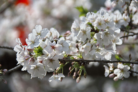 Kirschblüte in Tokio