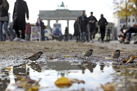 Das Brandenburger Tor in Berlin im Herbst