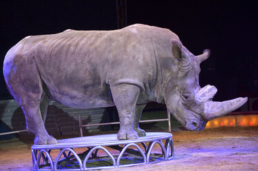 'Evolution' Weltpremiere im Circus Krone, München