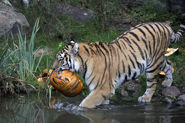 Halloween bei den Sibirischen Tigern, Hamburg