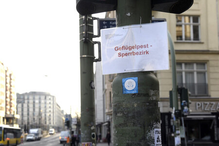 Geflügelpest in Berlin