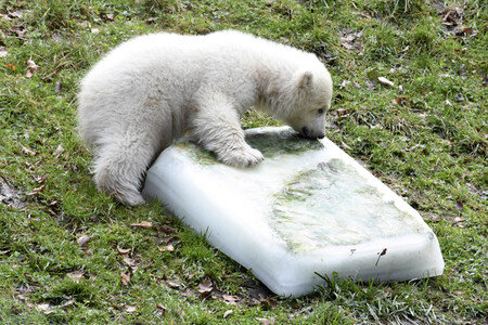 Eisbärtaufe im Tierpark Hellabrunn in München