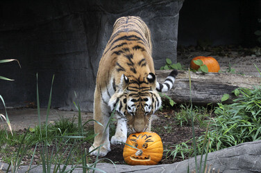 Halloween bei den Sibirischen Tigern, Hamburg