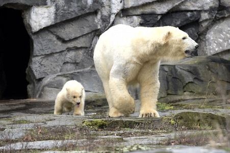 Fototermin mit Eisbärbaby in Berlin