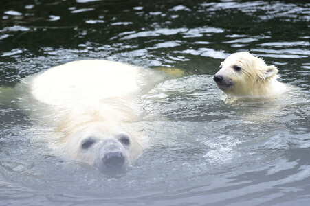 Fototermin mit Eisbärbaby in Berlin