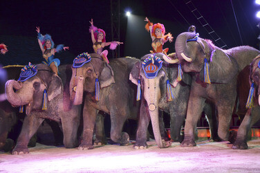 'Evolution' Weltpremiere im Circus Krone, München